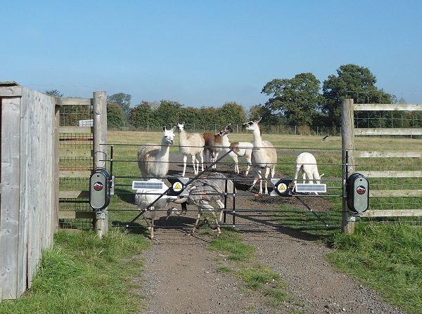 Electric farm gate with energiser